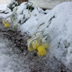 article image - Snow 1